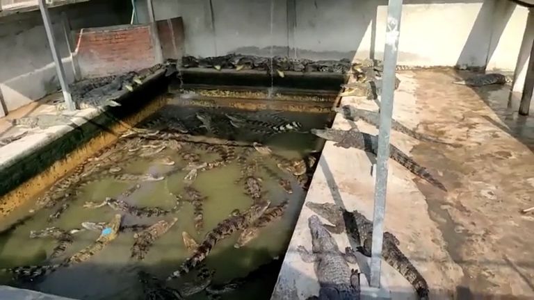 Šéf kambodžské krokodýlí asociace spadl k plazům do výběhu, našli z něj jen kousky